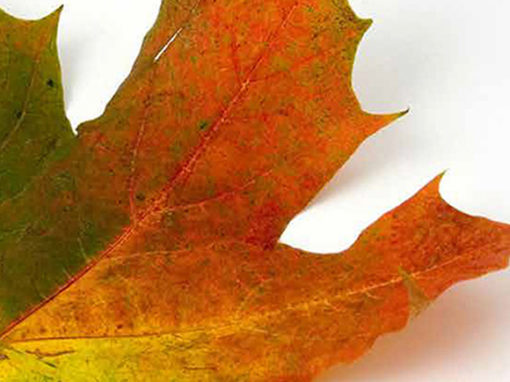 FOIRES AUX COURGES ET AUX SAVEURS D’AUTOMNES